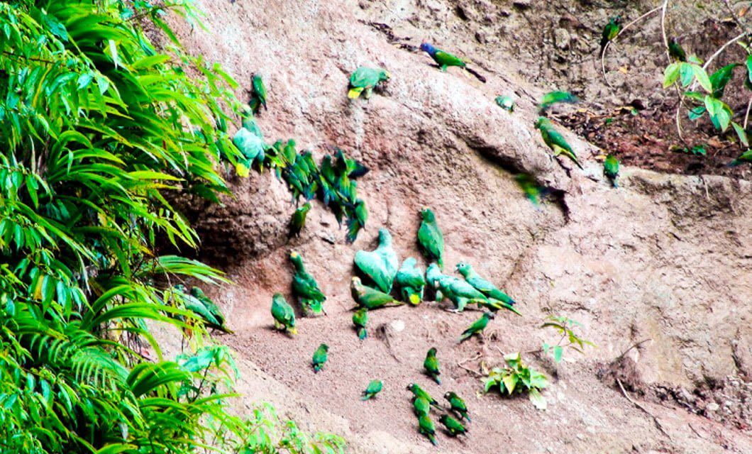 A group of green parrots gathers on a rocky, clay-covered hillside near lush foliage in the Amazon Jungle, likely feeding or socializing together in this vibrant natural setting.