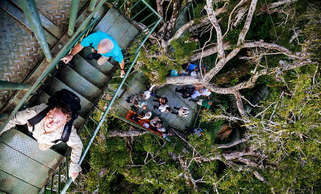 A group of people stand on a metal observation platform high above the Ecuadorian Rainforest, surrounded by lush green branches. Two people are climbing the metal stairs toward the camera, looking up. The scene is viewed from above.