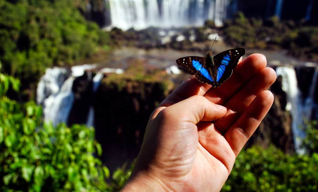 A hand holds a blue and black butterfly with open wings, set against a lush green landscape and large waterfall blurred in the background—an enchanting scene from a Brazil Agribusiness journey.
