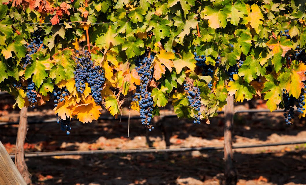 Clusters of deep purple grapes hang from vines with green and yellow leaves in a sunlit vineyard, hinting at the rich traditions of wineries of Argentina, with blurred soil and irrigation lines visible in the background.