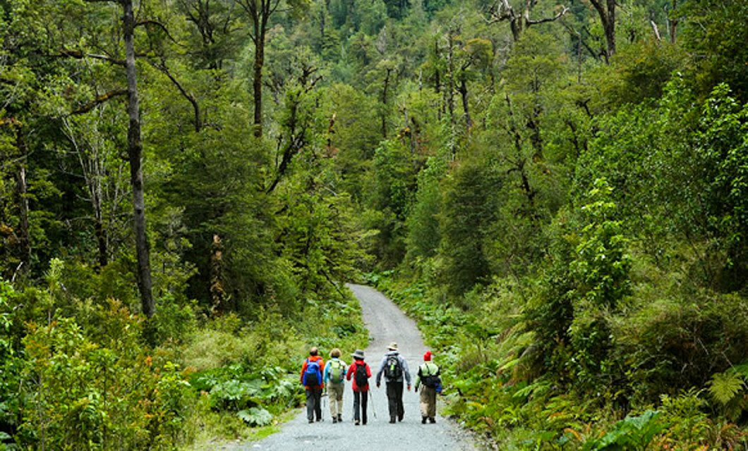 A group of six hikers with backpacks walk along a gravel path surrounded by lush, green forest and tall trees in Northern Patagonia during the daytime.