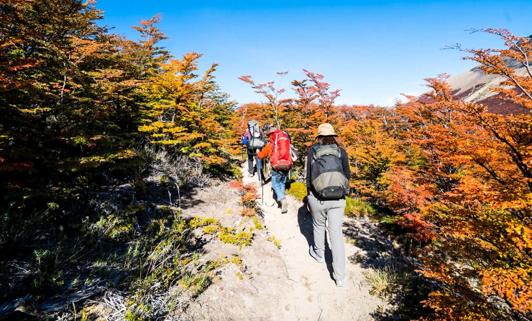 Three hikers with backpacks walk along a dirt trail surrounded by vibrant orange autumn foliage under a clear blue sky, showcasing the spirit of Patagonia adventure.