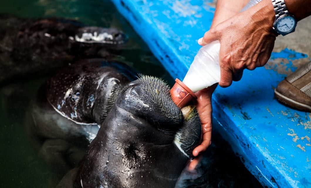 A person feeds a baby manatee with a bottle while resting their hand gently on the animal’s head, near the edge of a blue pool—an unforgettable moment from an Amazon Delfin III Cruise. The person is wearing a watch and tan shoes.