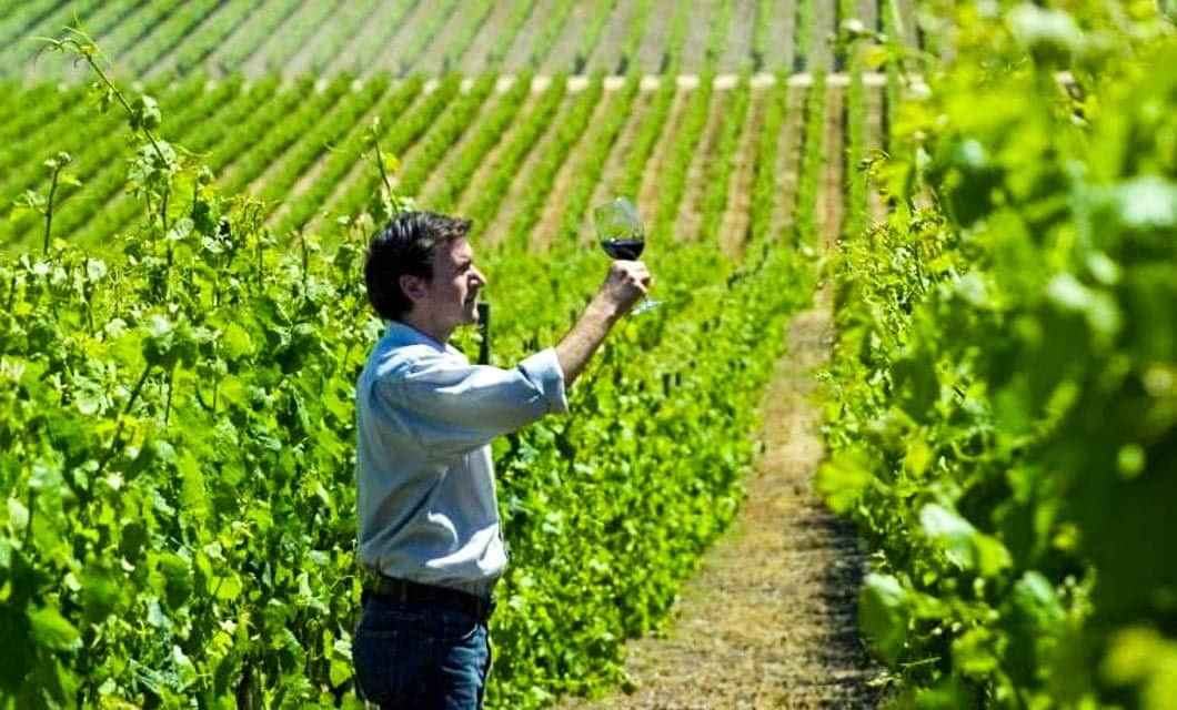 A person stands in a vineyard near Santiago, examining a glass of red wine, surrounded by rows of lush green grapevines under bright sunlight.
