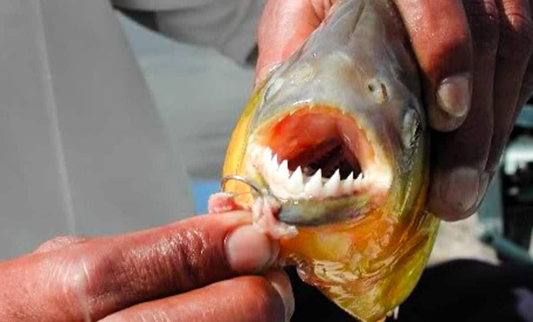A close-up of a person holding a fish with sharp, pointed teeth and an open mouth, showing a fishing hook baited with meat inside its mouth during a Wetlands Tour in the Pantanal Wetlands.