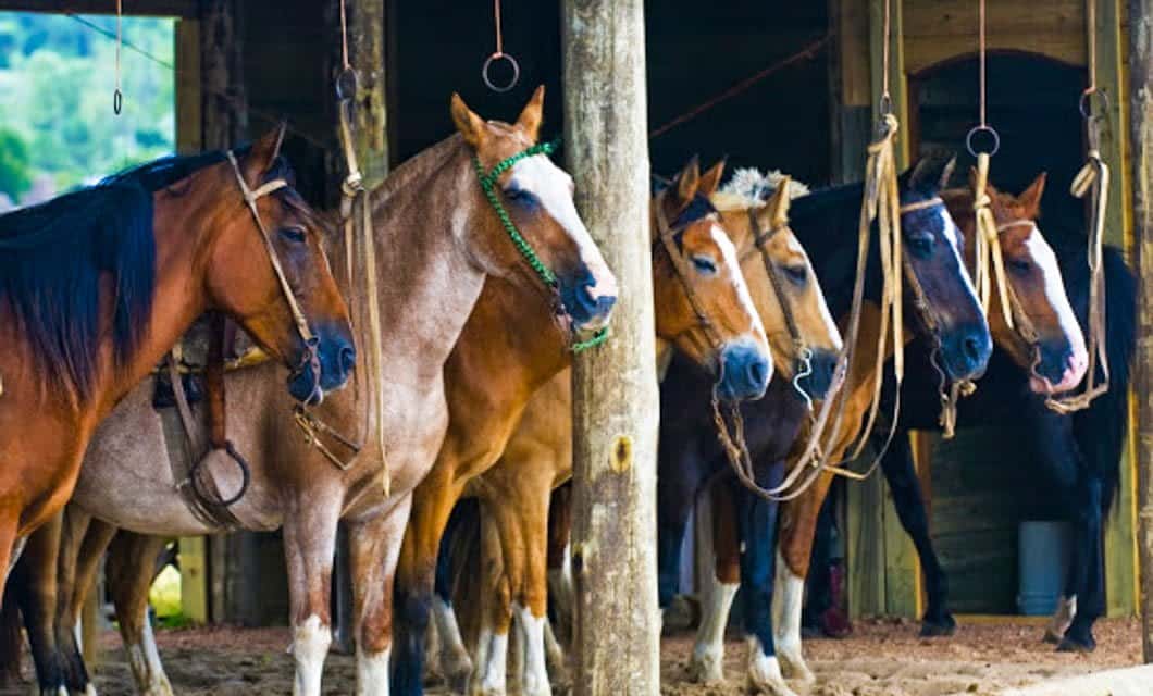 Six horses with saddles are tied to posts under a wooden shelter in Villavicencio, standing in a row with ropes attached to their harnesses. The background reveals lush greenery and the inside of the shelter.