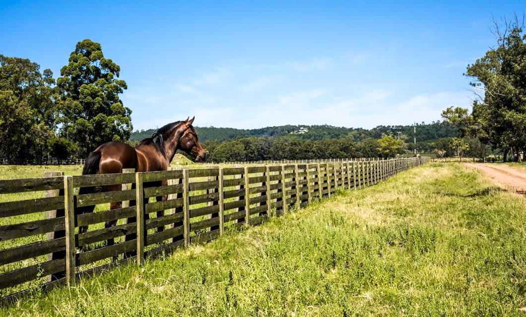 A brown horse stands behind a wooden fence in a grassy field under a clear blue sky, with trees and hills in the background—an inviting scene you might spot on a San Agustin or Colombia tour from Bogota.