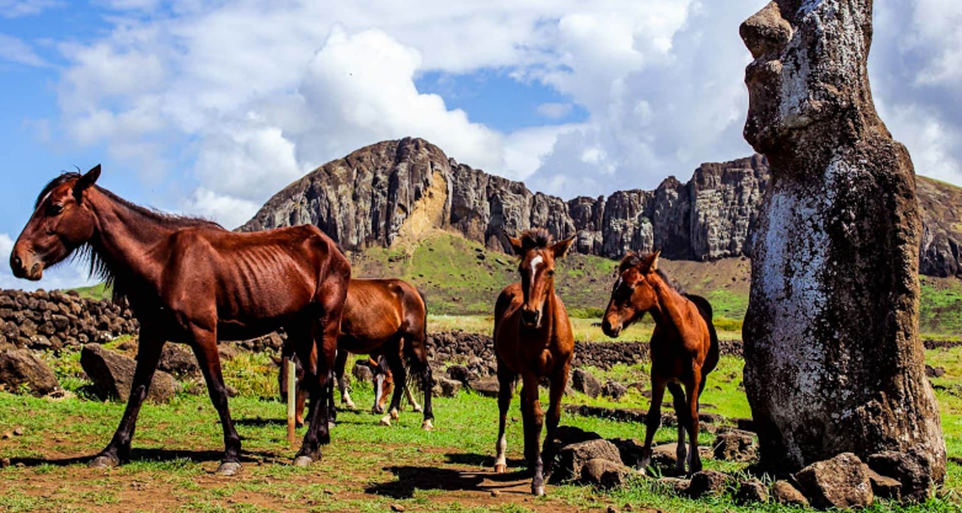 Three brown horses stand on green grass near a large stone Moai statue on Easter Island, with rocky hills and a partly cloudy sky in the background, highlighting Easter Island's mysterious charm.