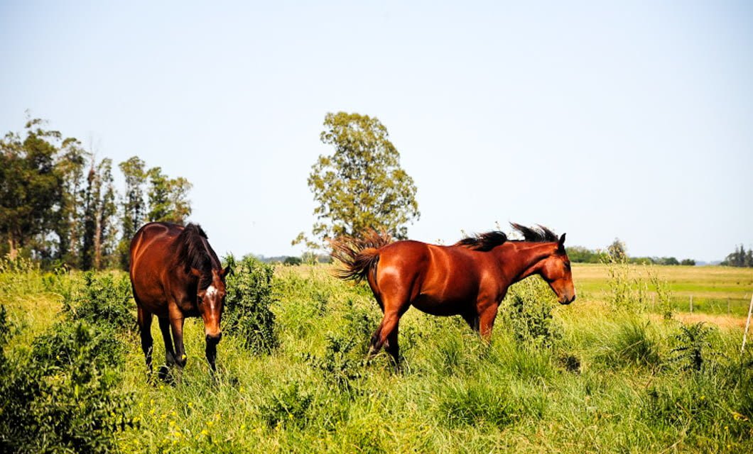 Two brown horses stand and graze in a grassy field under a clear sky, with trees and green vegetation in the background—an inviting scene for horseback riding adventure in Southern Brazil.