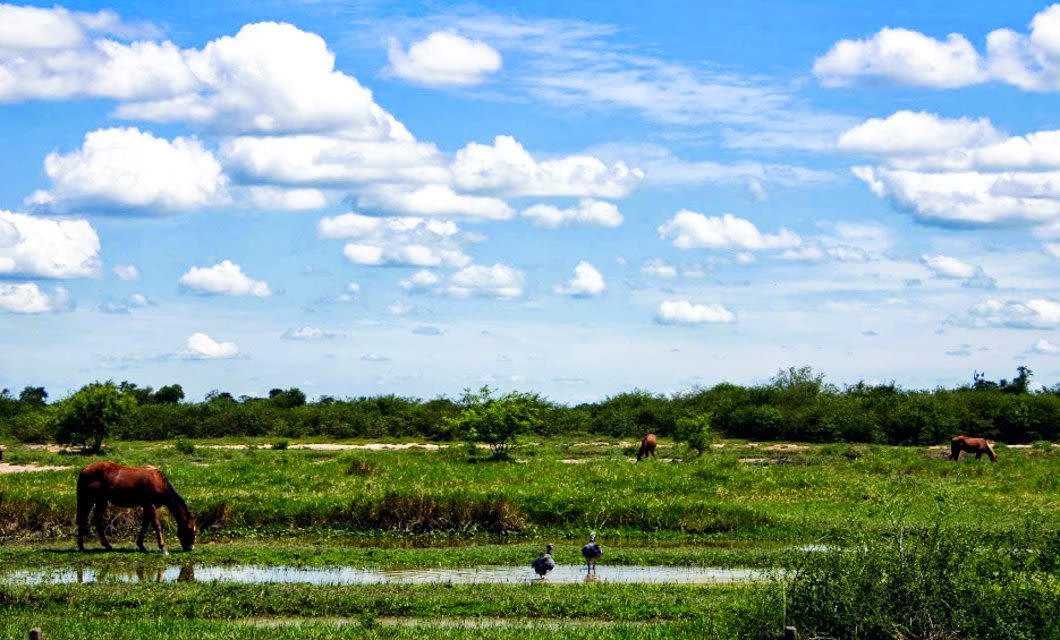 Horses graze on a green field under a blue sky with scattered clouds; a small pond and a pair of birds are visible in the foreground, evoking the tranquil countryside near Asuncion and the lush landscapes of Chaco.