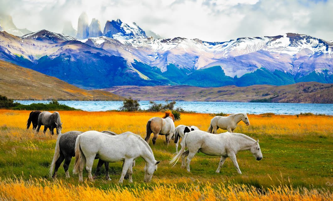A group of horses graze on a vibrant grassy field near a lake in Patagonia, with snow-capped mountains and cloudy skies providing a breathtaking backdrop.