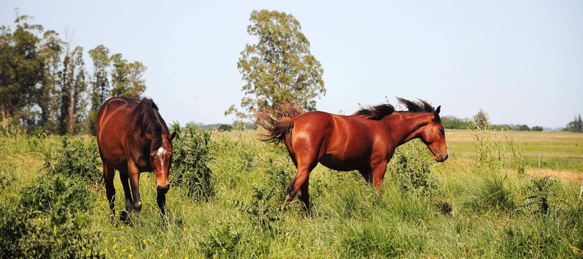 Two brown horses stand in a grassy green field with trees in the background under a clear blue sky, evoking the serene beauty of a honeymoon retreat in the Sacred Valley. One grazes peacefully while the other walks forward, its mane blowing in the wind.