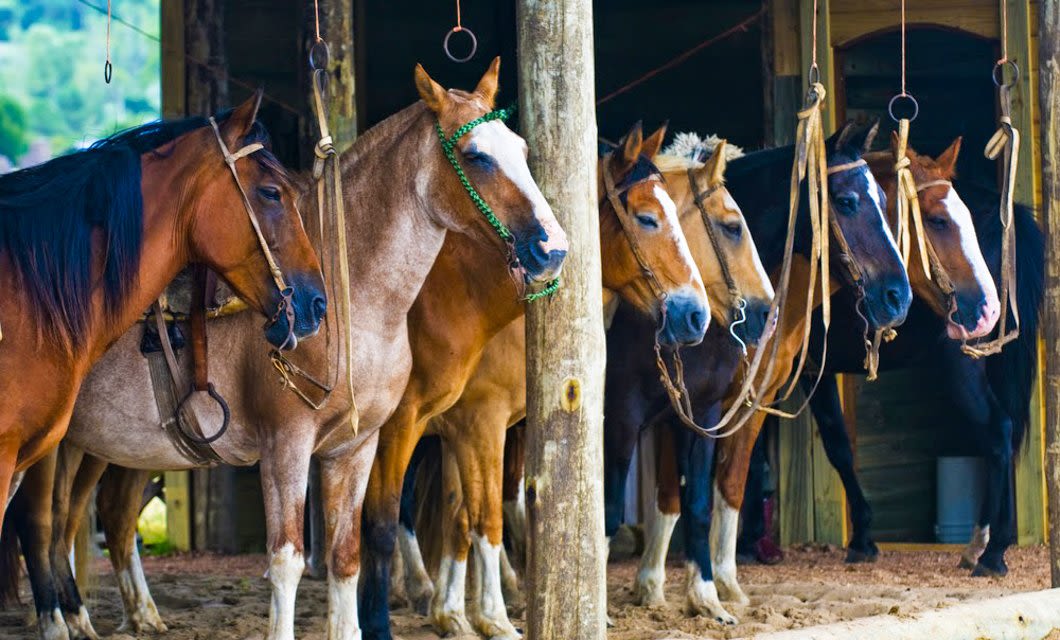 Six saddled horses of various colors stand in a row, tied to wooden posts inside a rustic stable with sand on the ground. Sunlight highlights their coats as they await an adventure tour in Salta, Argentina, with the barn structure visible behind them.