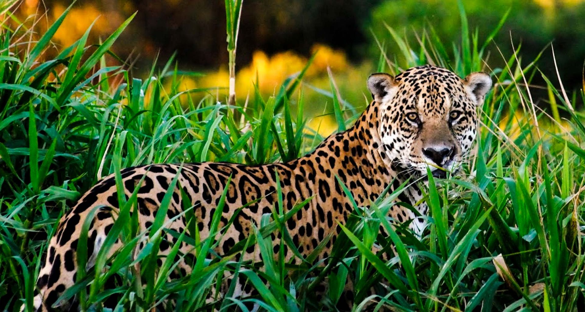 A jaguar with a golden coat and black rosettes stands partially hidden among tall green grass in the Pantanal Wetlands, looking directly at the camera. The blurred background blends green and golden hues, evoking Brazil’s wild beauty.