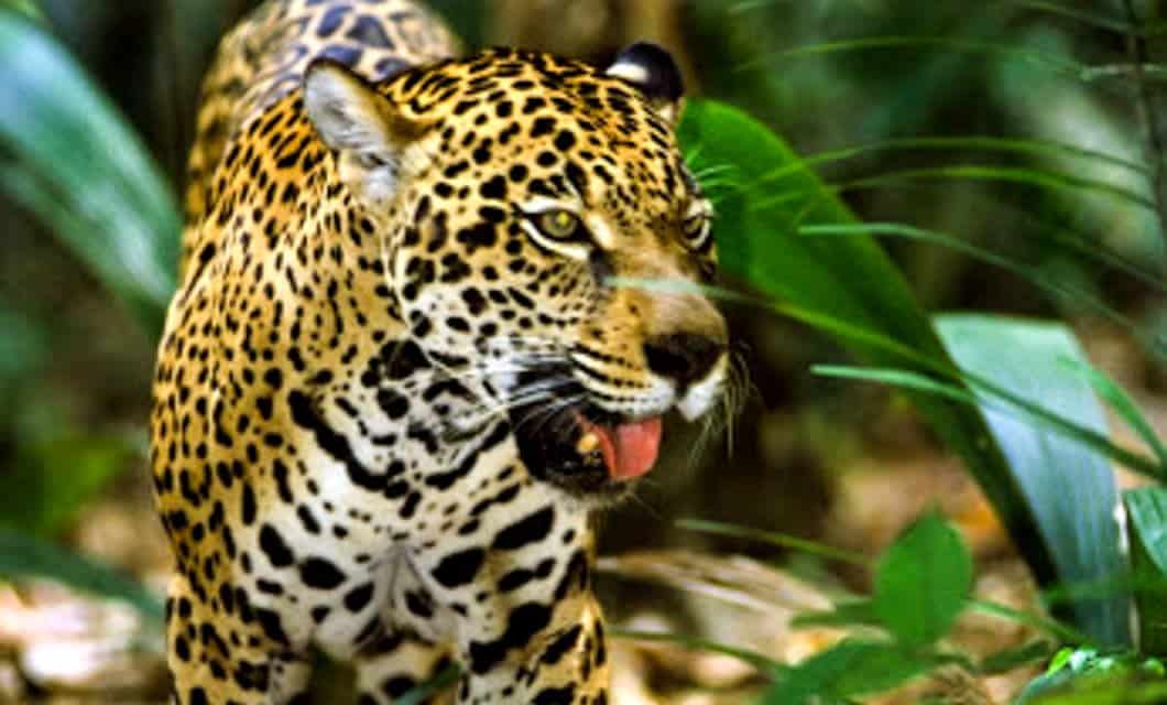 A jaguar with a yellow-and-black spotted coat walks through dense green foliage, its mouth slightly open and tongue visible, in a tropical forest setting—an unforgettable sight on an Amazon River Cruise.