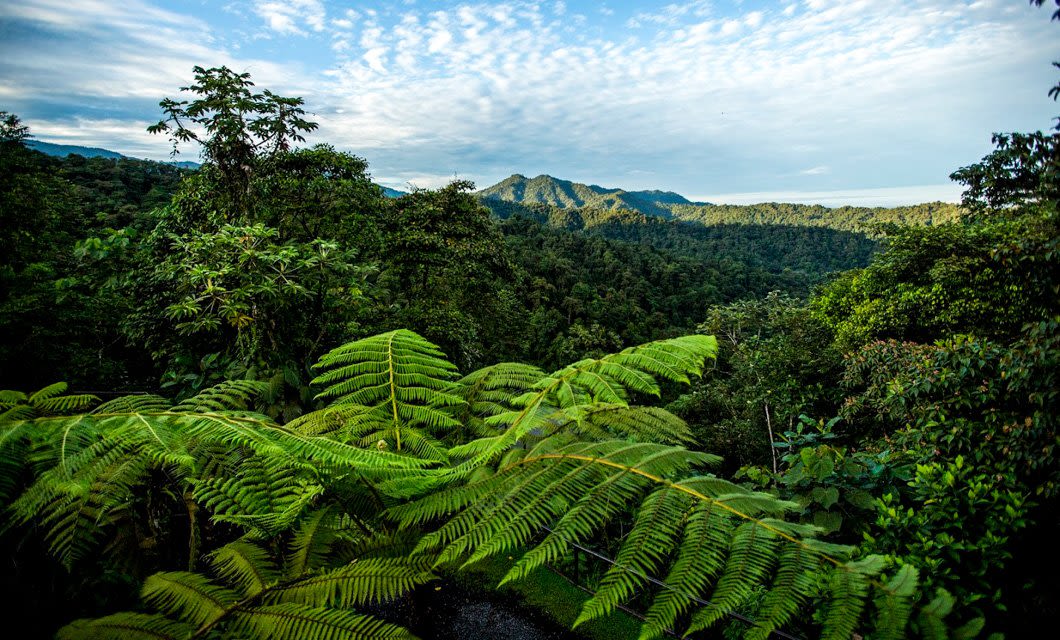 Lush green tropical rainforest with large ferns in the foreground, dense tree canopy, and distant rolling hills under a partly cloudy blue sky—a classic scene from Brazil Coffee Region with hints of Colonial Highlights in the landscape.