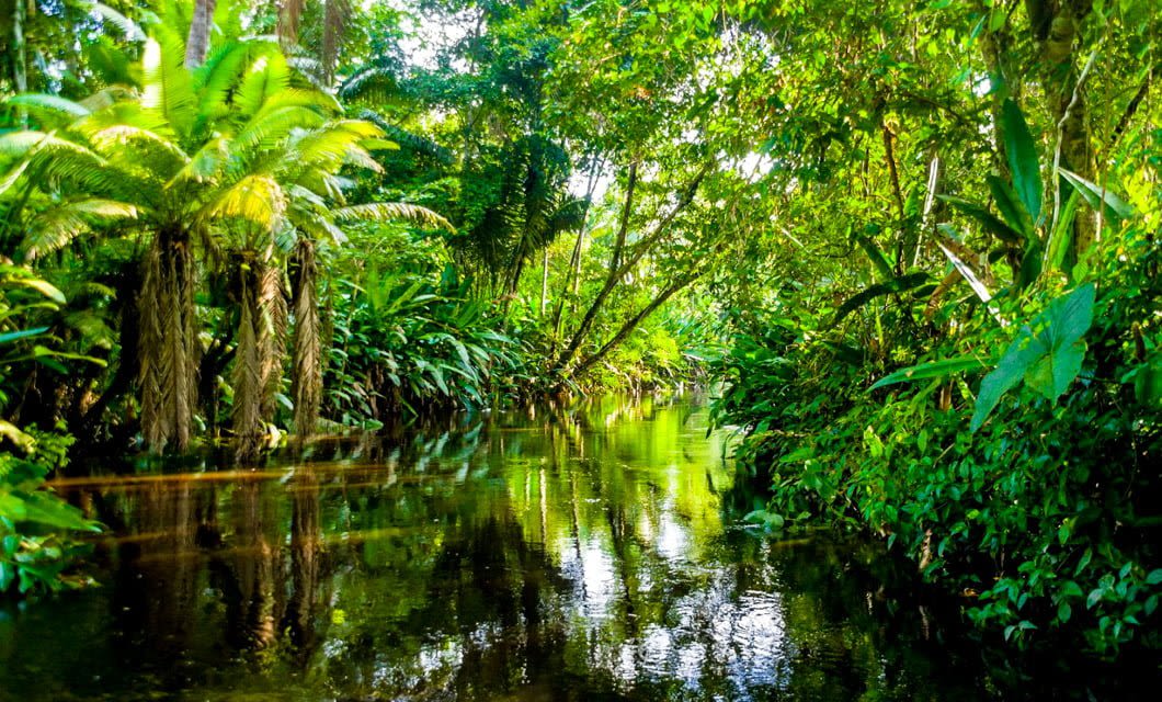 A lush, green tropical rainforest on Marajó Island with dense foliage and trees reflected in a calm, narrow river under filtered sunlight.