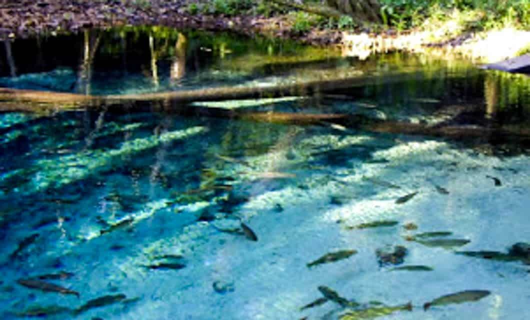 Clear, blue water with fish swimming near the sandy bottom; sunlight filters through trees above, casting reflections and shadows onto the pond’s surface—an idyllic scene from a Pantanal Wetlands tour.