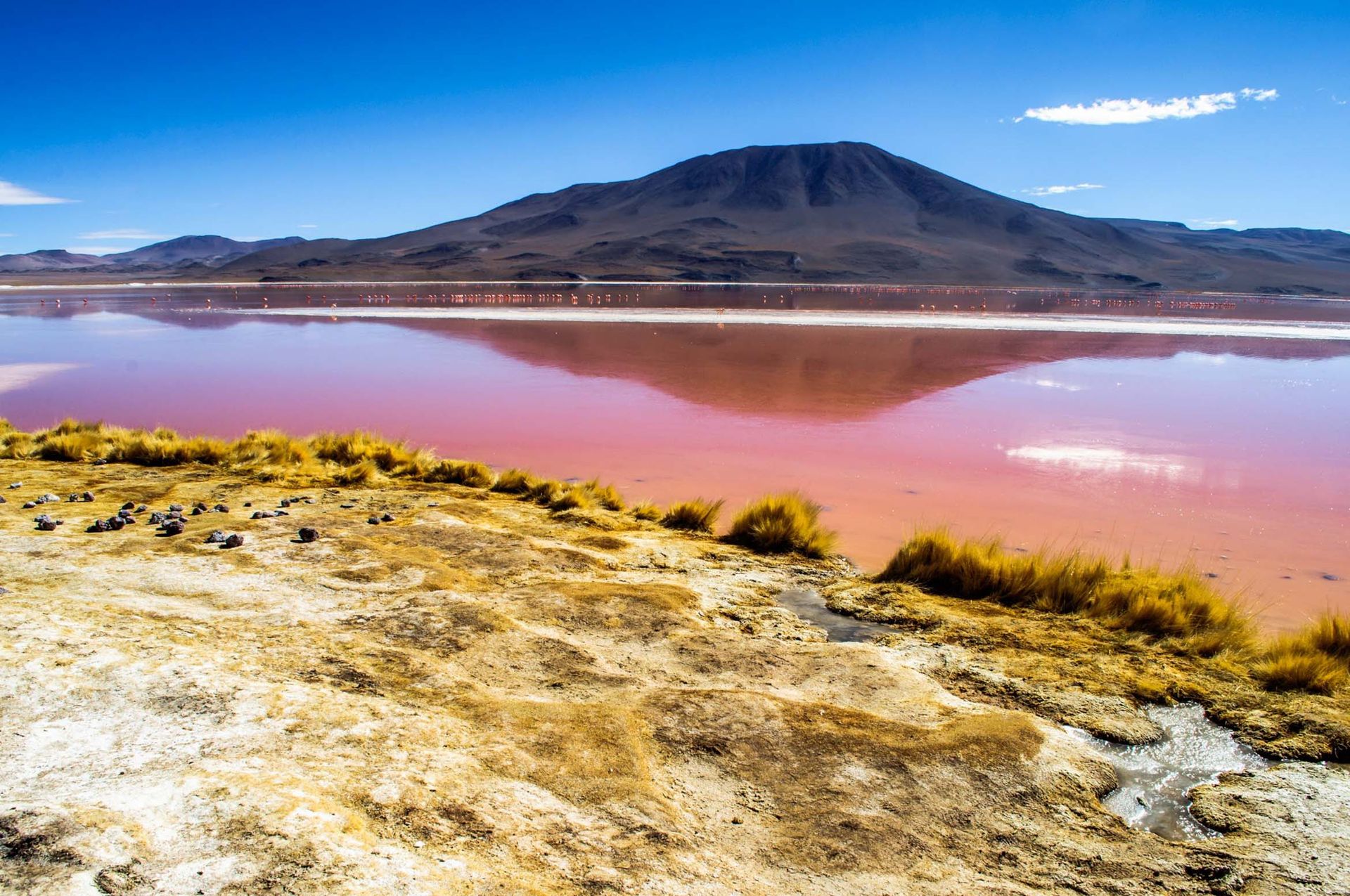 A vibrant red lake near Uyuni with a mountain reflected in its calm water, blue sky above, and dry, grassy terrain with tufts of yellow grass in the foreground—a stunning highlight on any La Paz Tour.