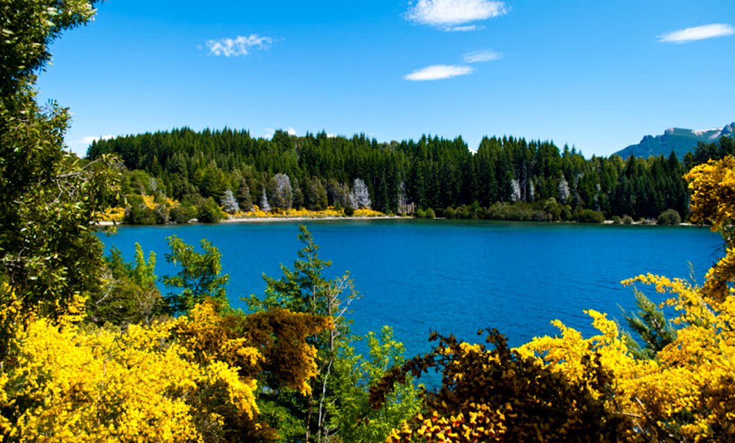 A serene blue Andean lake in Chile is surrounded by dense green pine trees and vibrant yellow flowering bushes under a clear blue sky with a few scattered clouds.