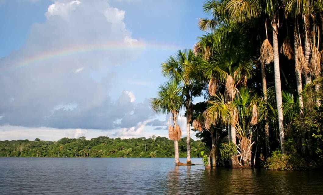 A tropical river scene with tall palm trees on the right, dense green forest evoking the Amazon Jungle in the background, and a faint rainbow arcing across a partly cloudy blue sky.