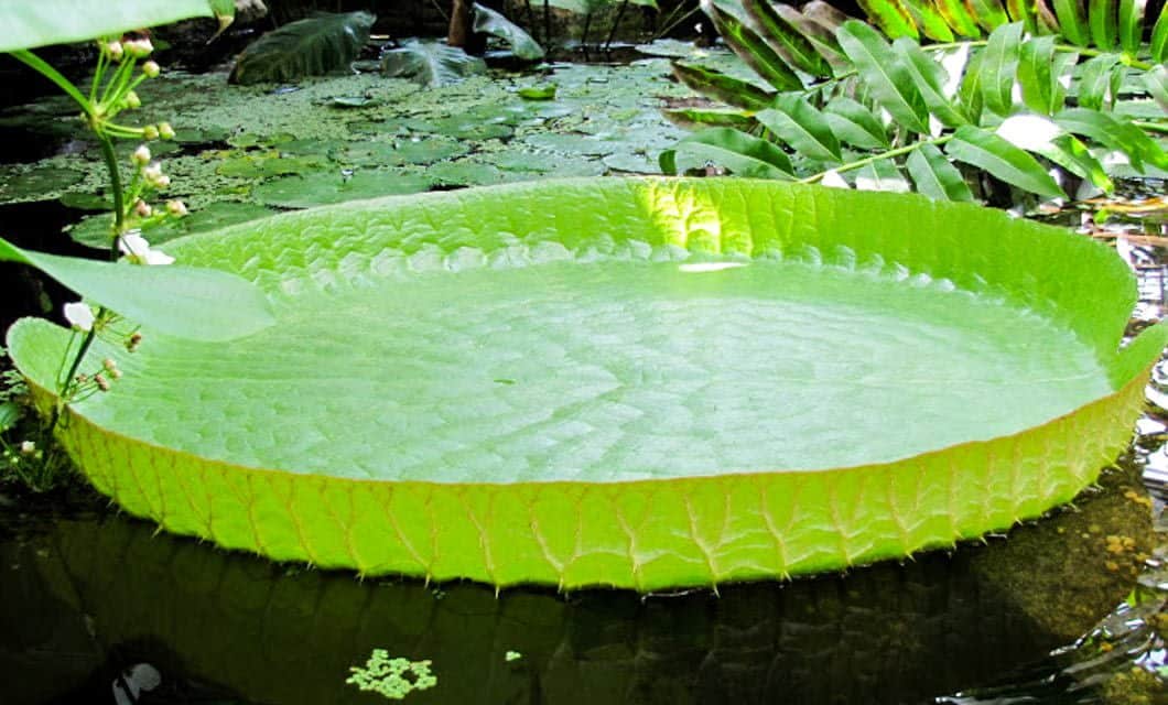 A large, round green Victoria water lily pad floats on a pond surrounded by lush foliage—just one of the natural wonders you might see on an Amazon River Cruise or an adventure with Tucano along the Brazil Amazon River.