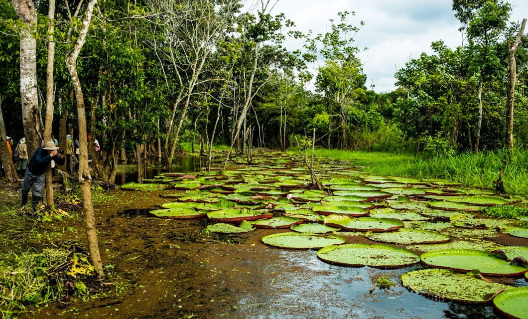 Several large, round water lilies float on a swampy area surrounded by dense green trees. A few people, perhaps guests from a Peruvian Rainforest Cruise, stand at the water's edge in what appears to be a tropical forest.