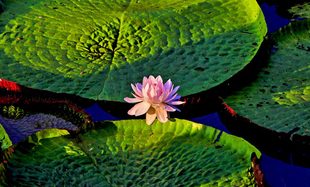 A single pink water lily blooms on dark water, surrounded by large, green lily pads with textured surfaces—much like scenes witnessed on an Amazon Clipper Cruise, where sunlight highlights the vibrant patterns of the Amazon.