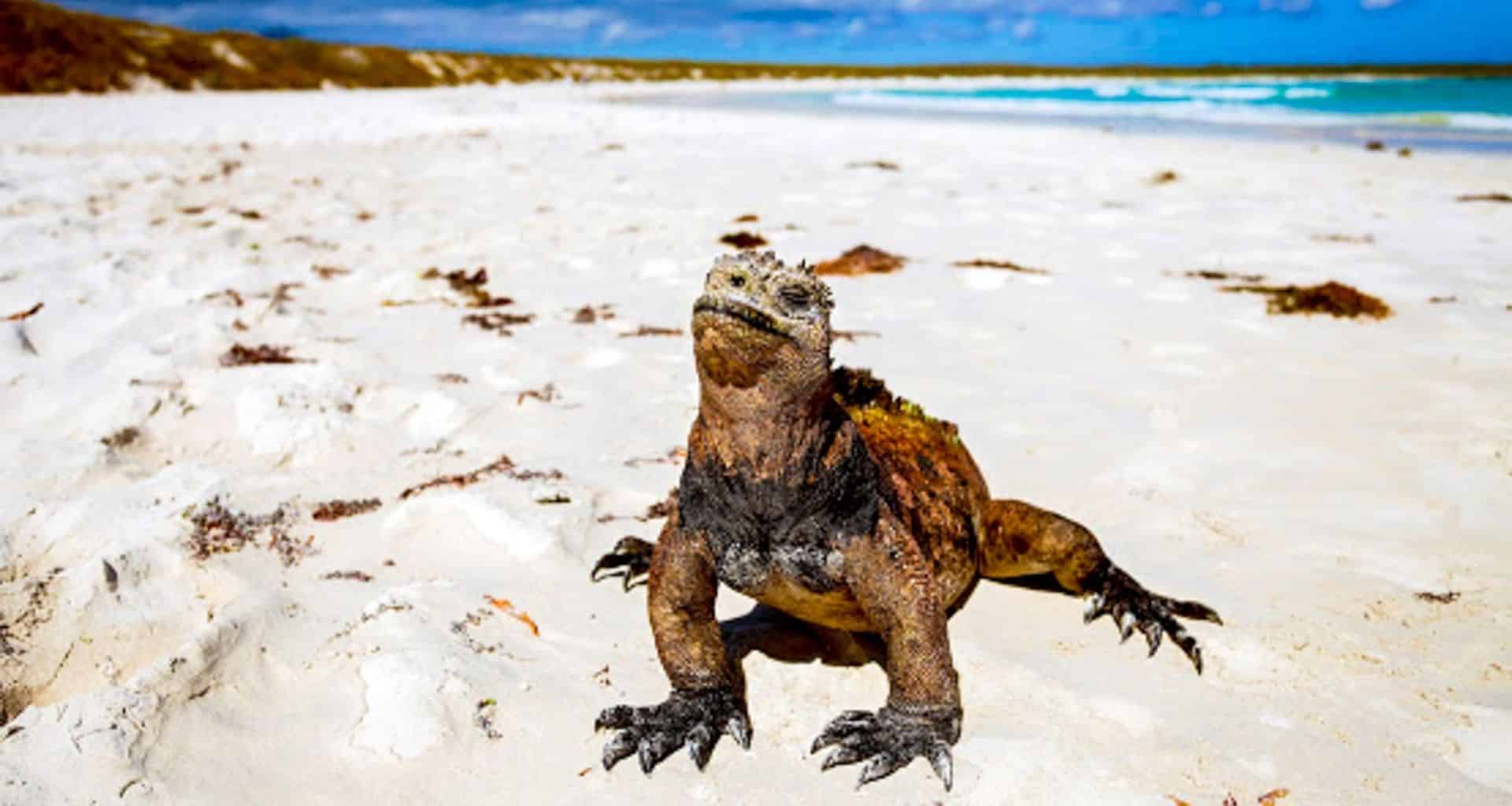 A marine iguana with rough, dark scales stands on a sandy Galapagos beach dotted with seaweed, blue ocean waves rolling in, and a distant shoreline under a sunny sky—an iconic scene on any Galapagos tour.
