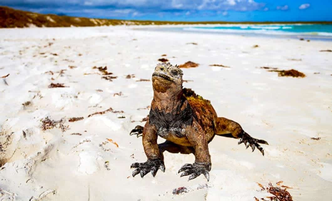 A marine iguana stands on a white sandy beach near the shoreline under a bright blue sky—a stunning scene often admired during a Luxury Galapagos Cruise, with the ocean and distant low vegetation in the background.