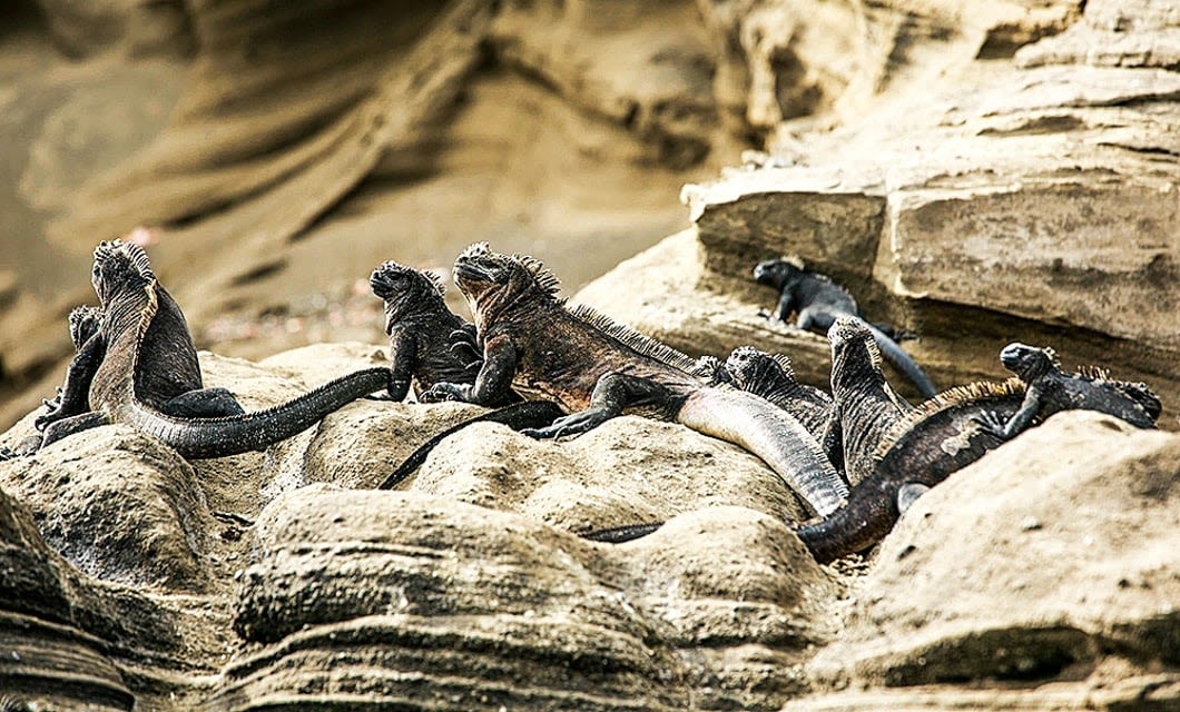 Several black marine iguanas rest on sunlit, rocky terrain with rugged stone formations in the background. Spotted during a Galapagos Cruise, these iguanas blend closely together with their natural surroundings.
