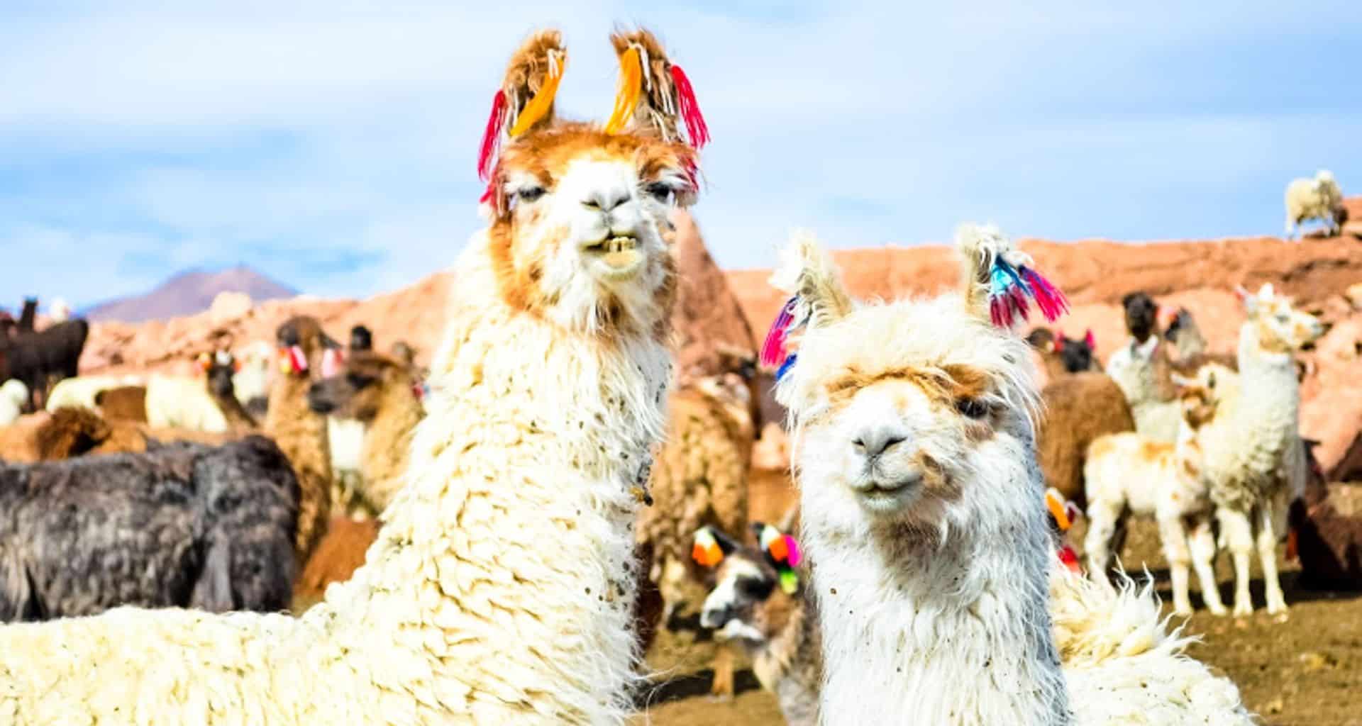 Two llamas with colorful tassels on their ears stand in the foreground, looking at the camera. More llamas are in the background, set against a rocky, mountainous landscape near Uyuni under a vast blue sky.