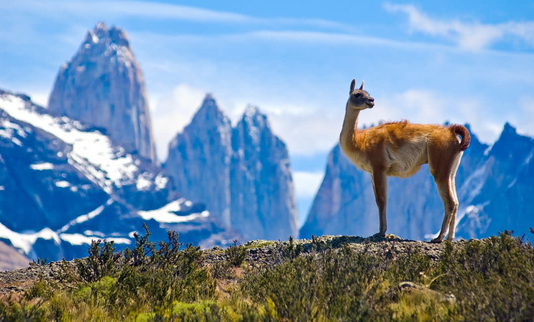 A guanaco stands on rocky terrain in Patagonia, with tall, jagged mountains and a blue sky in the background, surrounded by grass and shrubs.