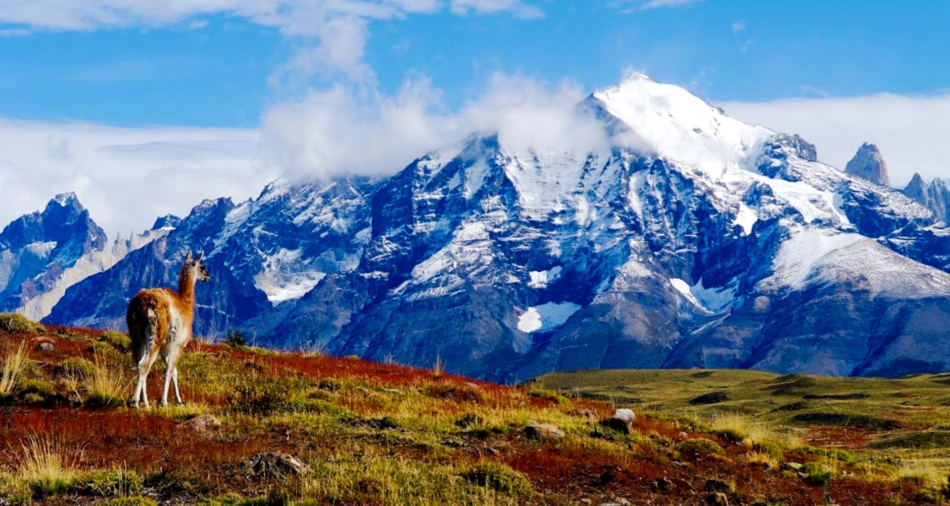 A lone guanaco stands on grassy, red-hued terrain in Patagonia, gazing at a towering, snow-capped mountain under a partly cloudy sky. Rocky peaks and patches of green vegetation surround this dramatic landscape.