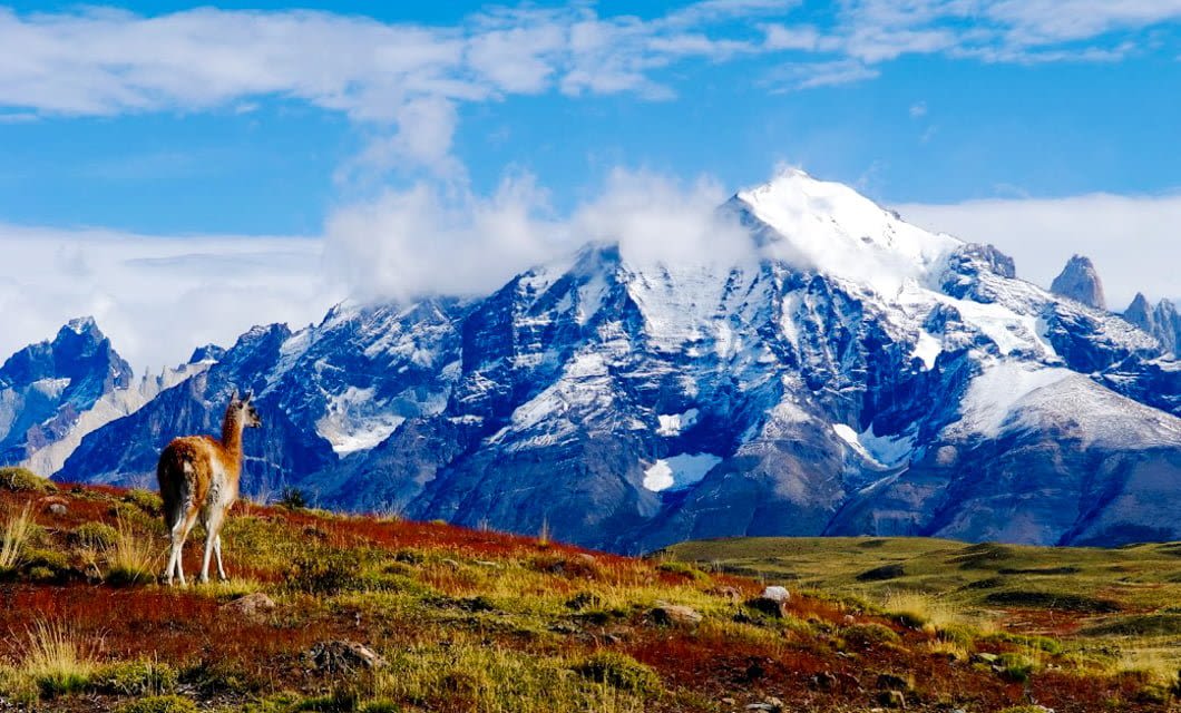 A lone guanaco stands on the grassy plains of Patagonia, surrounded by red and yellow foliage, facing a snow-capped mountain under a blue sky with scattered clouds.