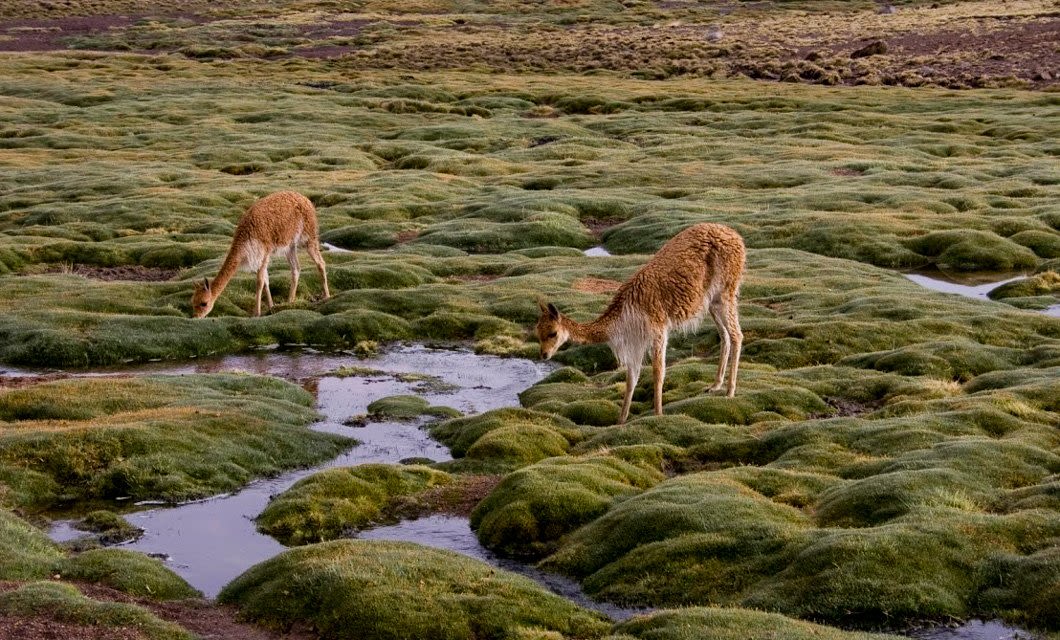 Two vicuñas graze on green, mossy patches surrounding shallow streams in a high-altitude Andean landscape, a serene scene often admired on a Chile Tour through the region.