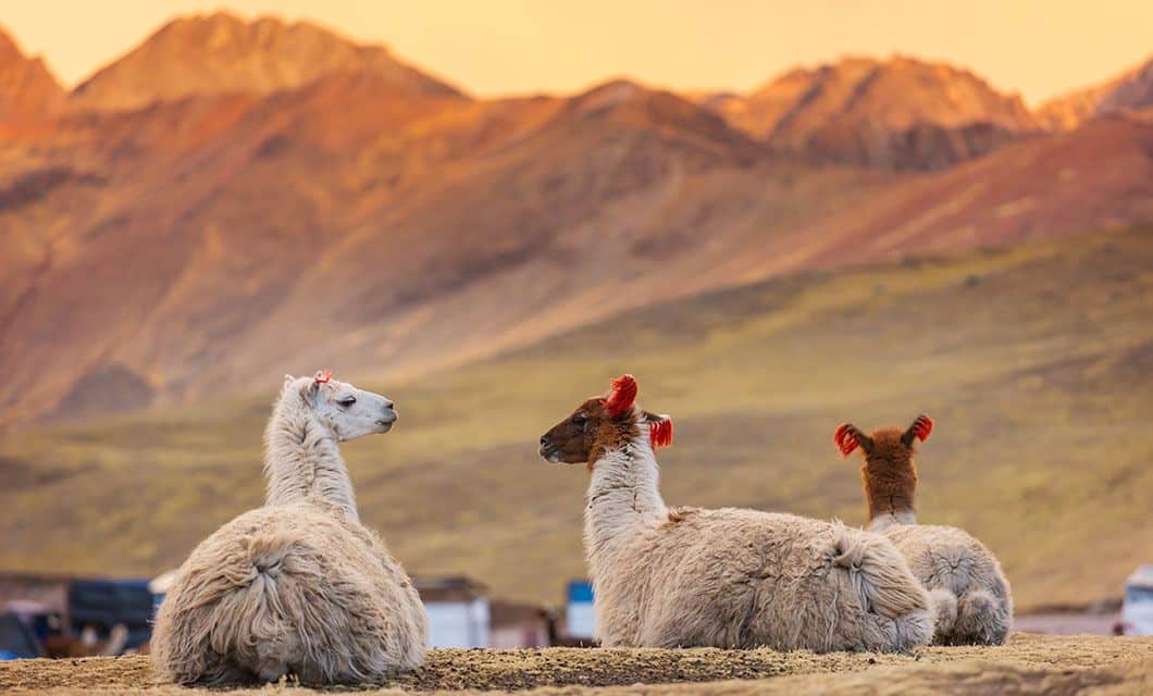 Three llamas with red tassels on their ears sit on the ground, facing mountains in the background under a warm, golden sky near Machu Picchu.