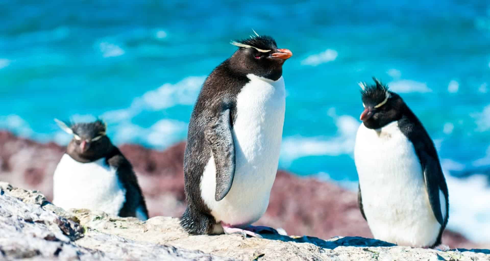 Three rockhopper penguins with distinctive yellow crests stand on a rocky surface near the ocean in Puerto Deseado, Patagonia—an ideal spot for bird watching with bright blue water and blurred reddish rocks in the background.