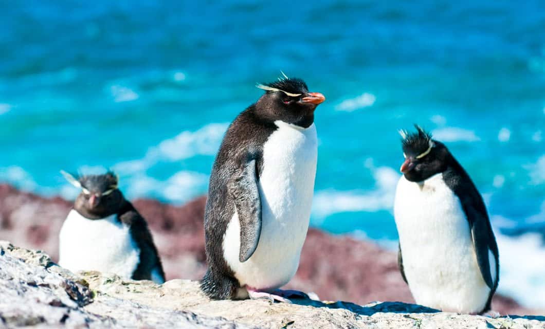 Three rockhopper penguins with distinctive yellow crests stand on a rocky surface near the bright blue ocean water of Patagonia, with blurred rocks and waves in the background—an ideal scene for bird watching.
