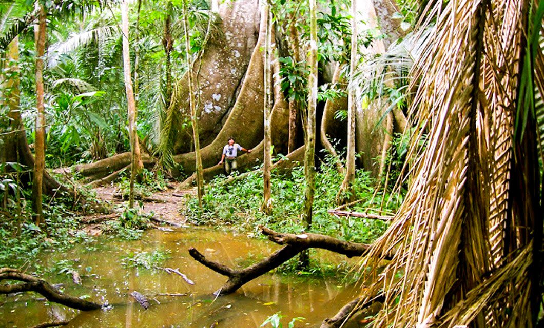 A person stands among large trees with thick roots in a lush, dense jungle near a muddy pool—an adventure reminiscent of a Brazil Amazon River Cruise, where vines and branches evoke the wild beauty of the rainforest.