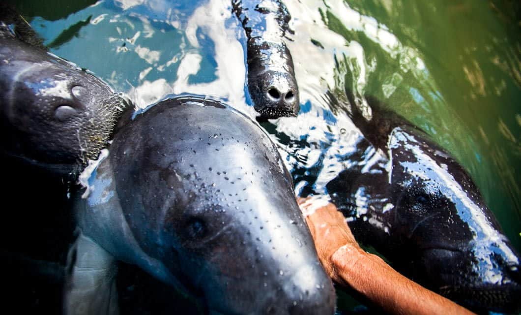 Three Amazon river dolphins (botos) with smooth, grey skin gather near the surface of the Peruvian Amazon’s waters, while a person’s arm reaches out—an unforgettable sight often enjoyed on luxury cruises like the Aria Amazon Cruise.