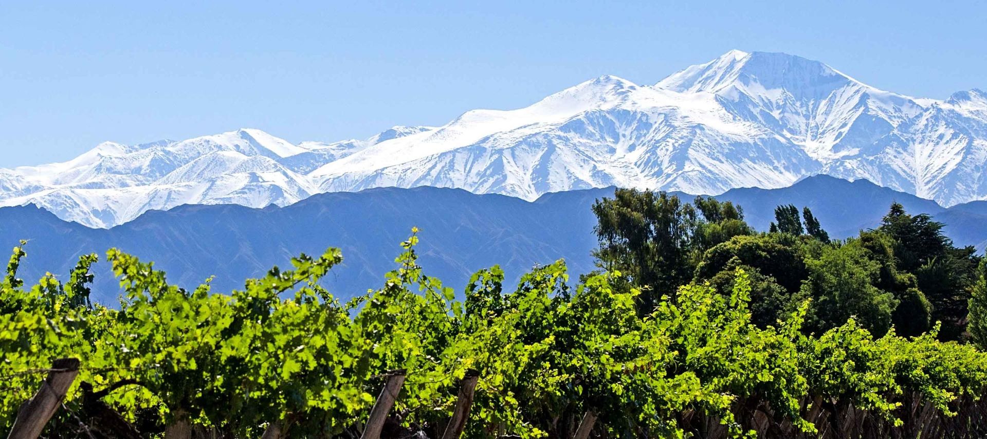 Rows of green grapevines in the foreground with tall, snow-covered mountains and a clear blue sky in the background. Trees are scattered between the vineyard and mountains.
