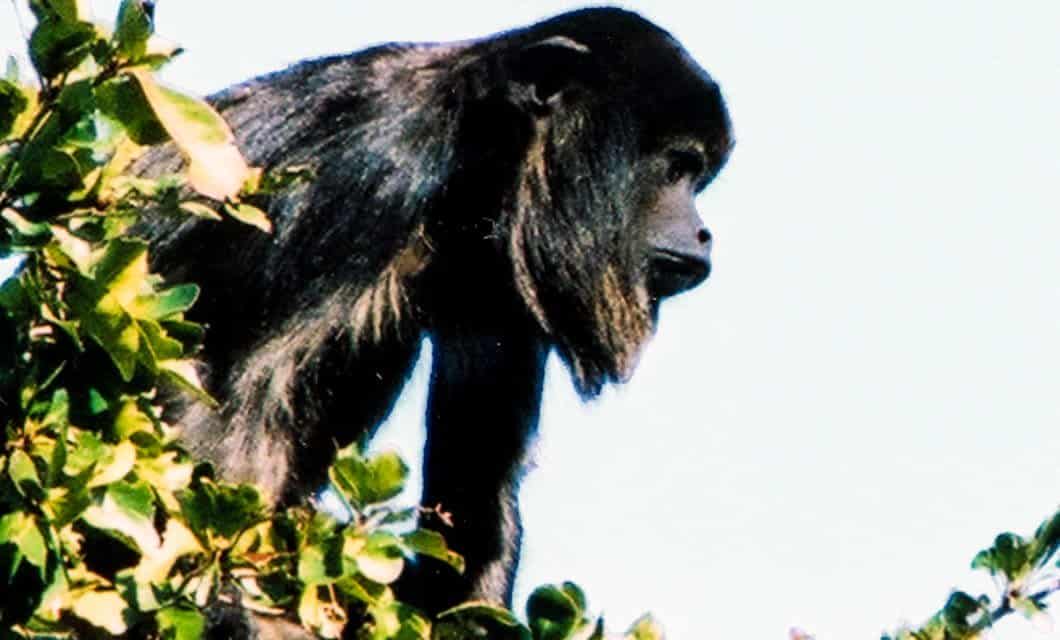 A black howler monkey stands on a tree branch surrounded by green leaves, looking toward the right against a light sky—an unforgettable sight for travelers on a Brazil Amazon River Cruise aboard the Tucano.