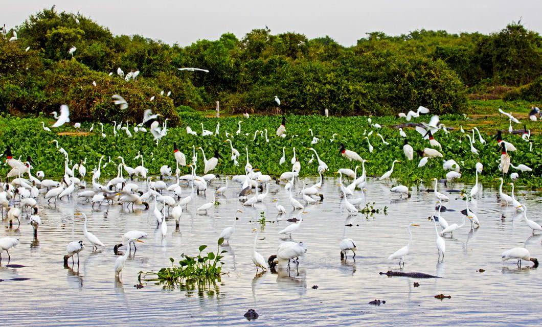 A large flock of white water birds wade and fly around a shallow wetland in the Pantanal Wetlands, with green vegetation in the background and patches of water plants in the foreground.