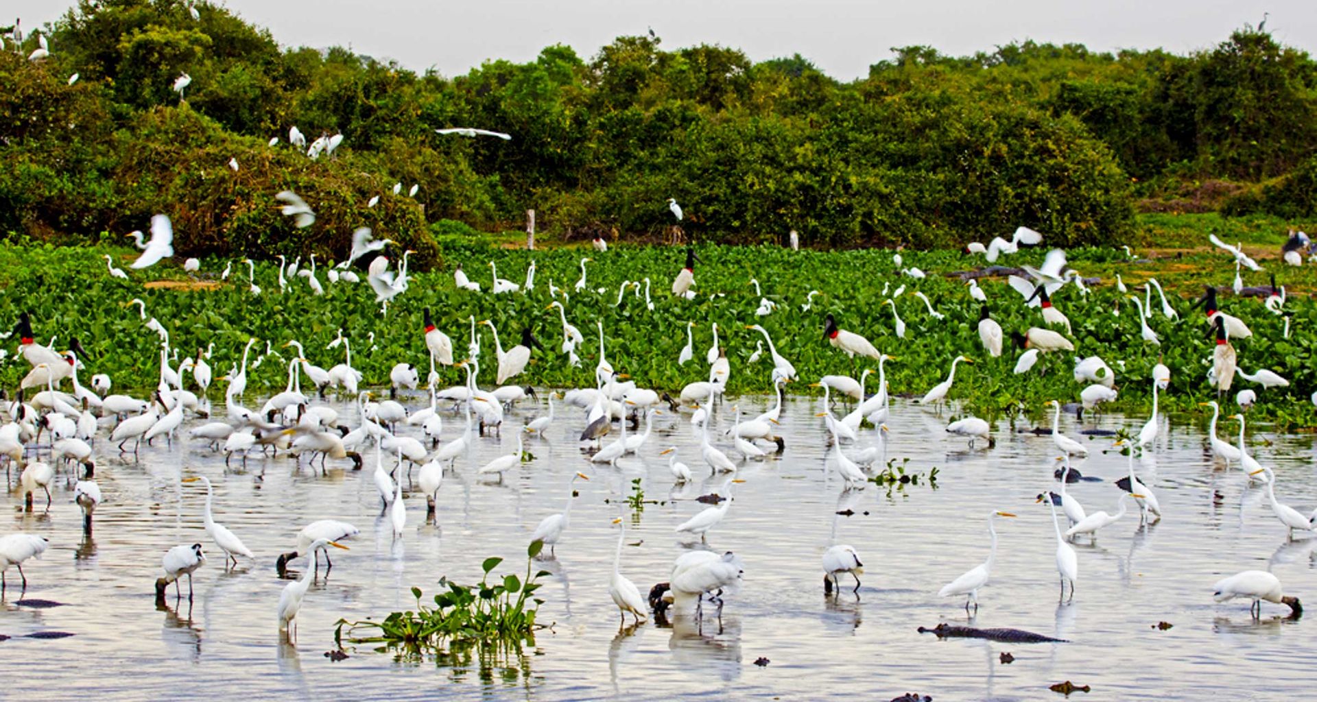 A large group of white wading birds stands and flies above a shallow wetland in the Pantanal Wetlands, surrounded by green vegetation and dense shrubbery in the background.