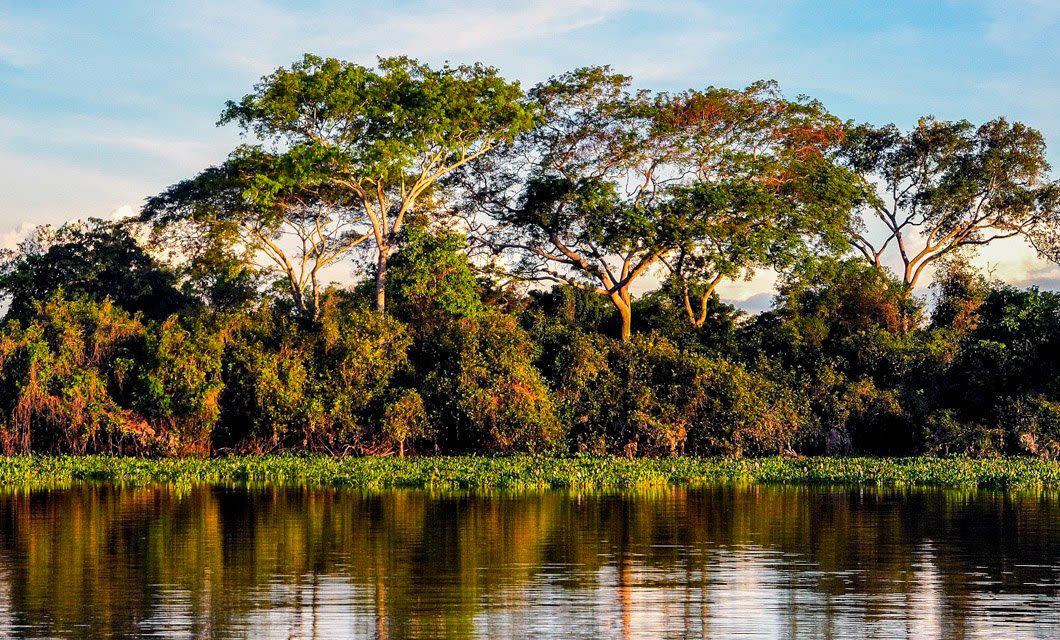 A dense forest with tall trees and lush green foliage stands by the edge of a calm river, reflecting the vibrant greenery and blue sky—reminiscent of the natural beauty found in the Pantanal Wetlands.
