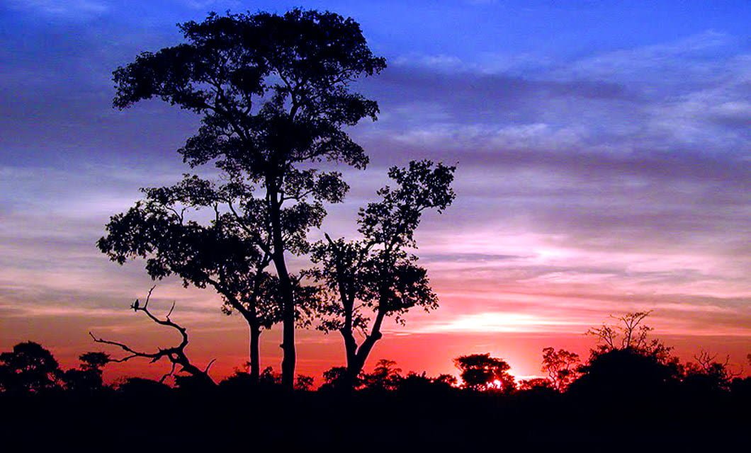 Silhouetted trees stand against a vibrant Pantanal sunset sky with shades of blue, purple, and orange, creating a peaceful and dramatic wetlands landscape scene.