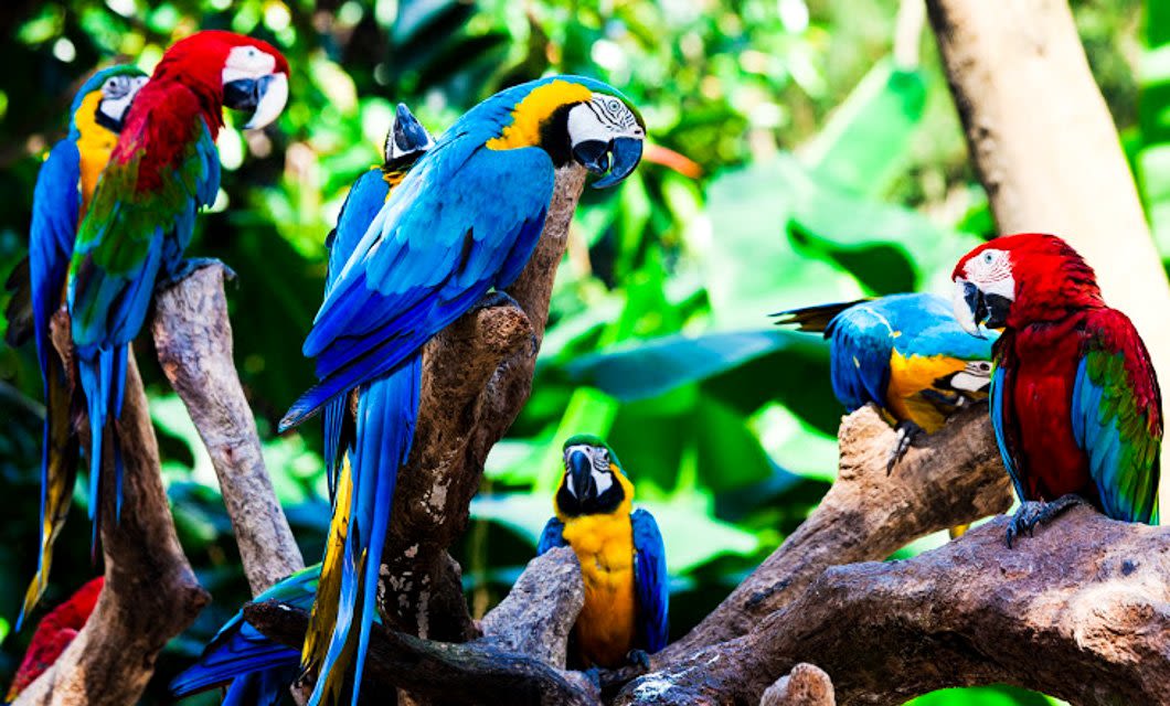 A group of colorful parrots, including blue-and-yellow and red-and-green macaws, perched on tree branches in a lush, green tropical environment—a classic scene on any South America Tour.