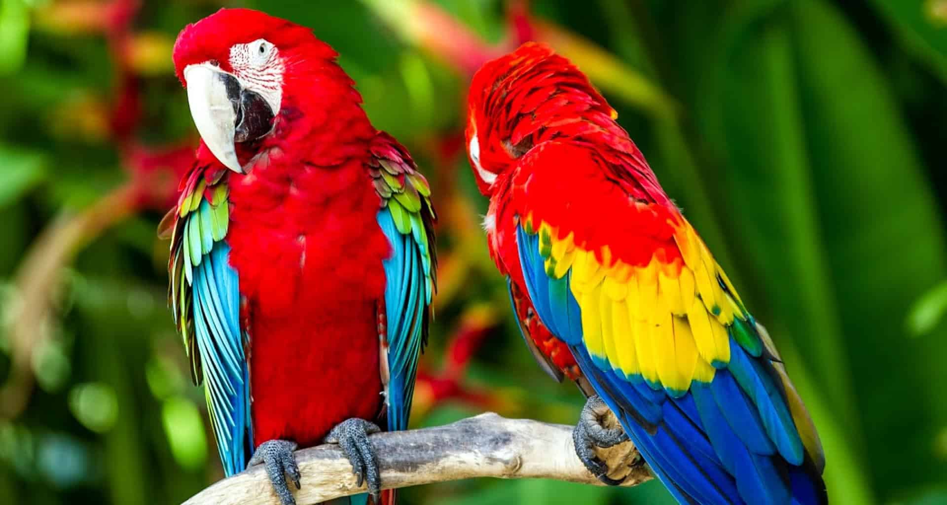 Two colorful parrots with bright red, yellow, blue, and green feathers perch on a branch against lush green foliage—a vibrant scene often spotted near the Tambopata Research Center or an Amazon Lodge adventure. One parrot faces forward, the other turned away.