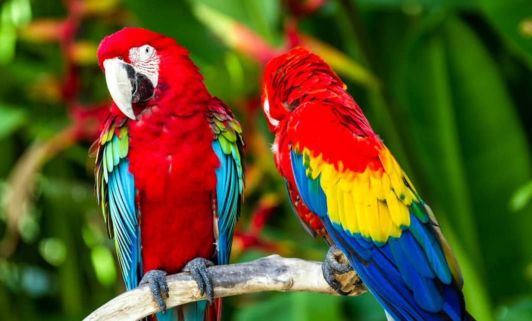 Two vibrant macaws with red, yellow, blue, and green feathers perch on a branch against a blurred background of lush Pantanal Wetlands foliage. One macaw faces forward while the other bows its head, adding to this stunning wildlife tour moment.